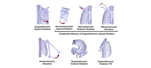Teaser image for The Coupled Kinematics of Scapulothoracic Upward Rotation